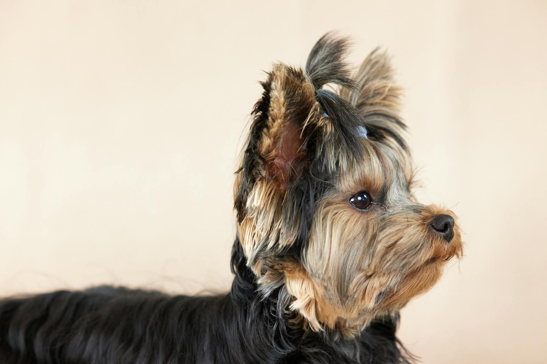 Yorkshire Terrier Portrait